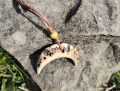 Lunula